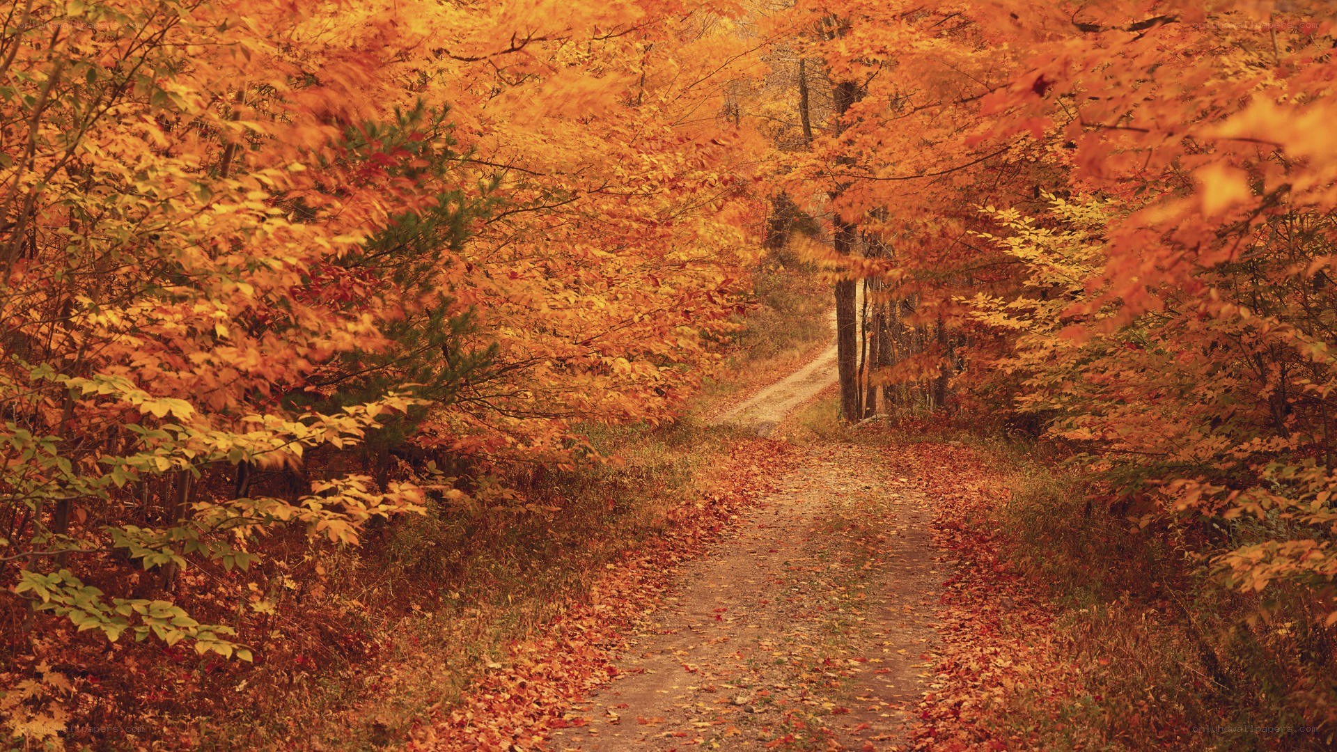 Autumn path through forest