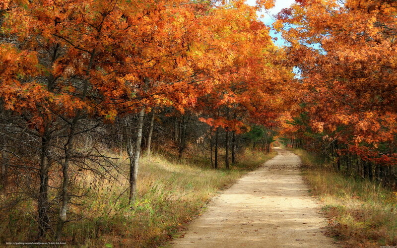 Autumn path through forest