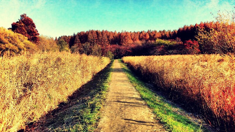 Autumn path through golden fields