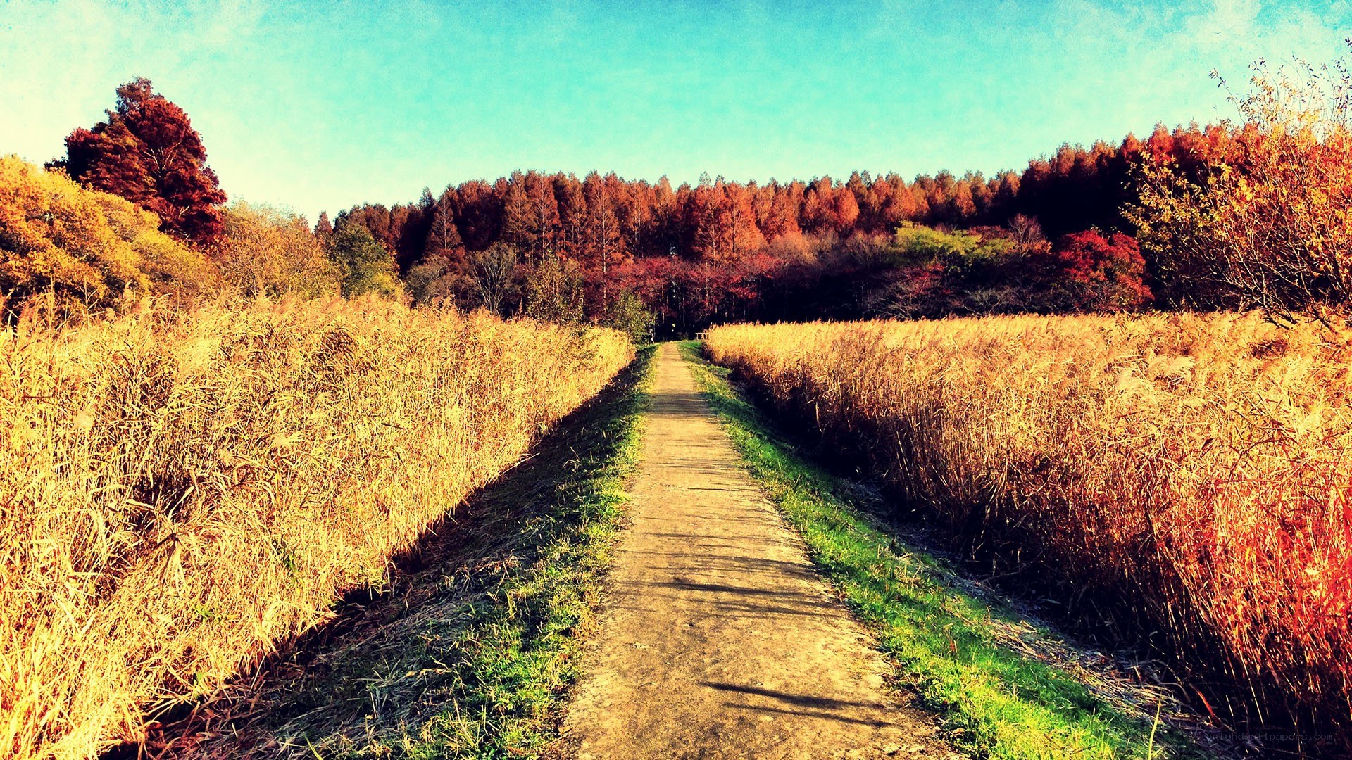 Autumn path through golden fields