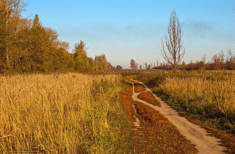 Autumn path through golden fields