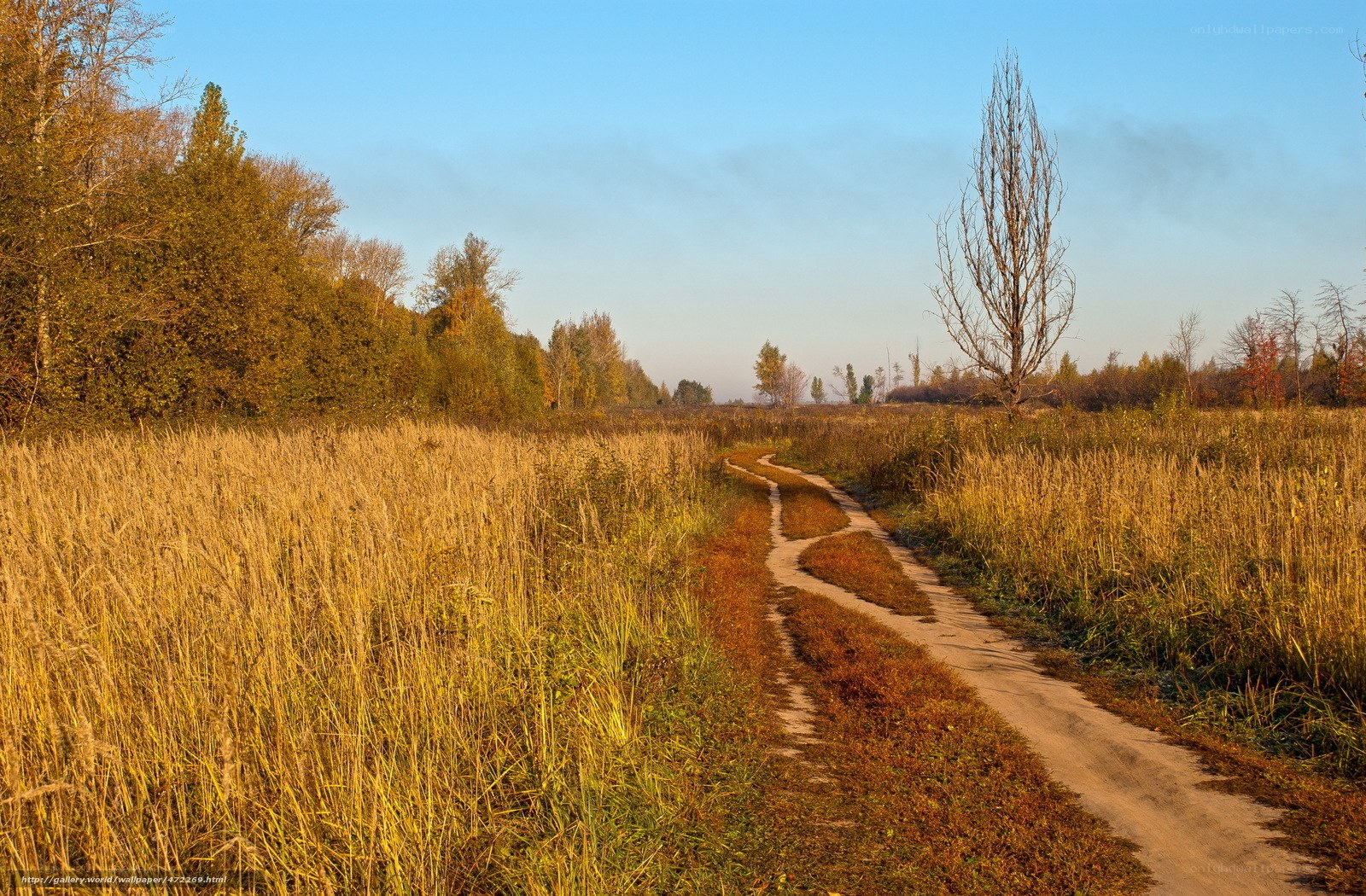 Autumn path through golden fields