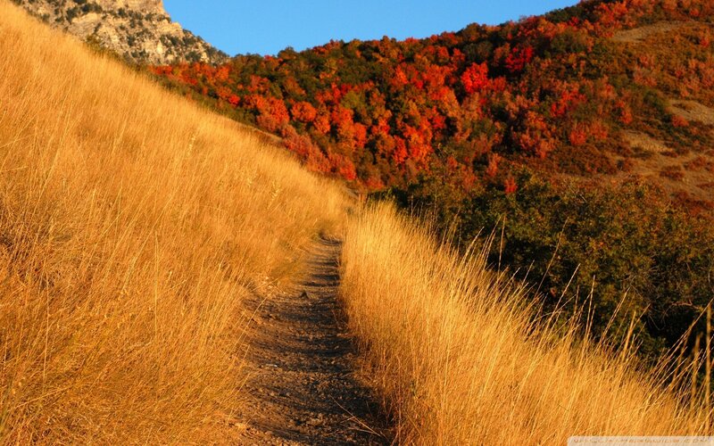 Autumn path through golden hills