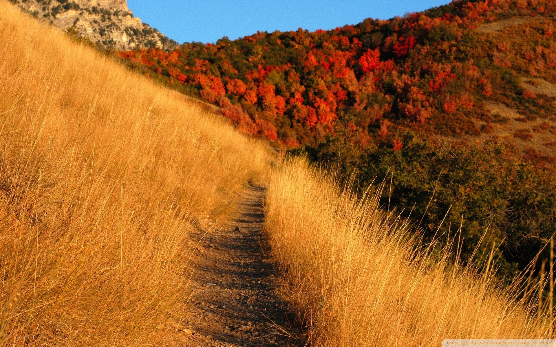 Autumn path through golden hills