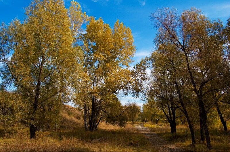 Autumn path through golden trees