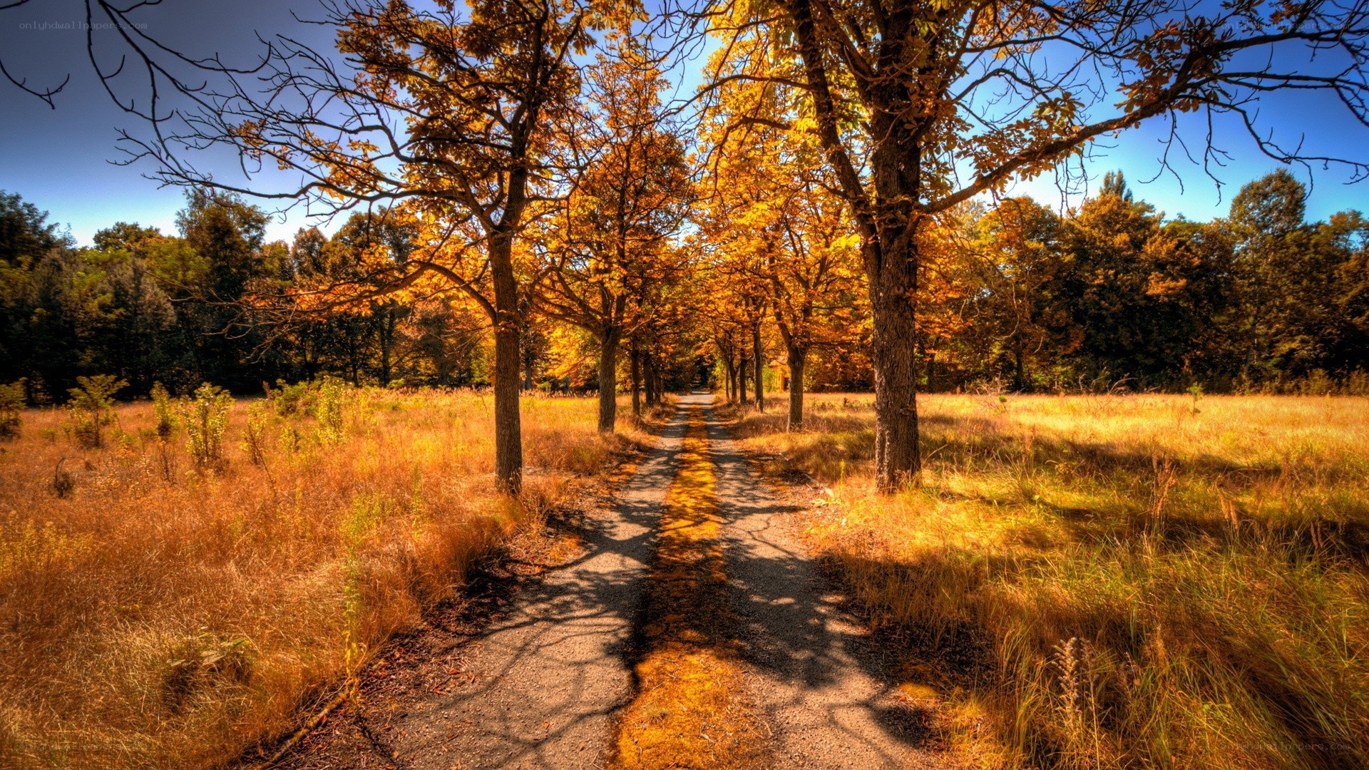 Autumn path through golden trees