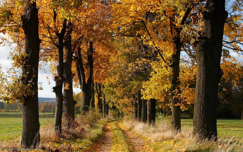 Autumn path through golden trees
