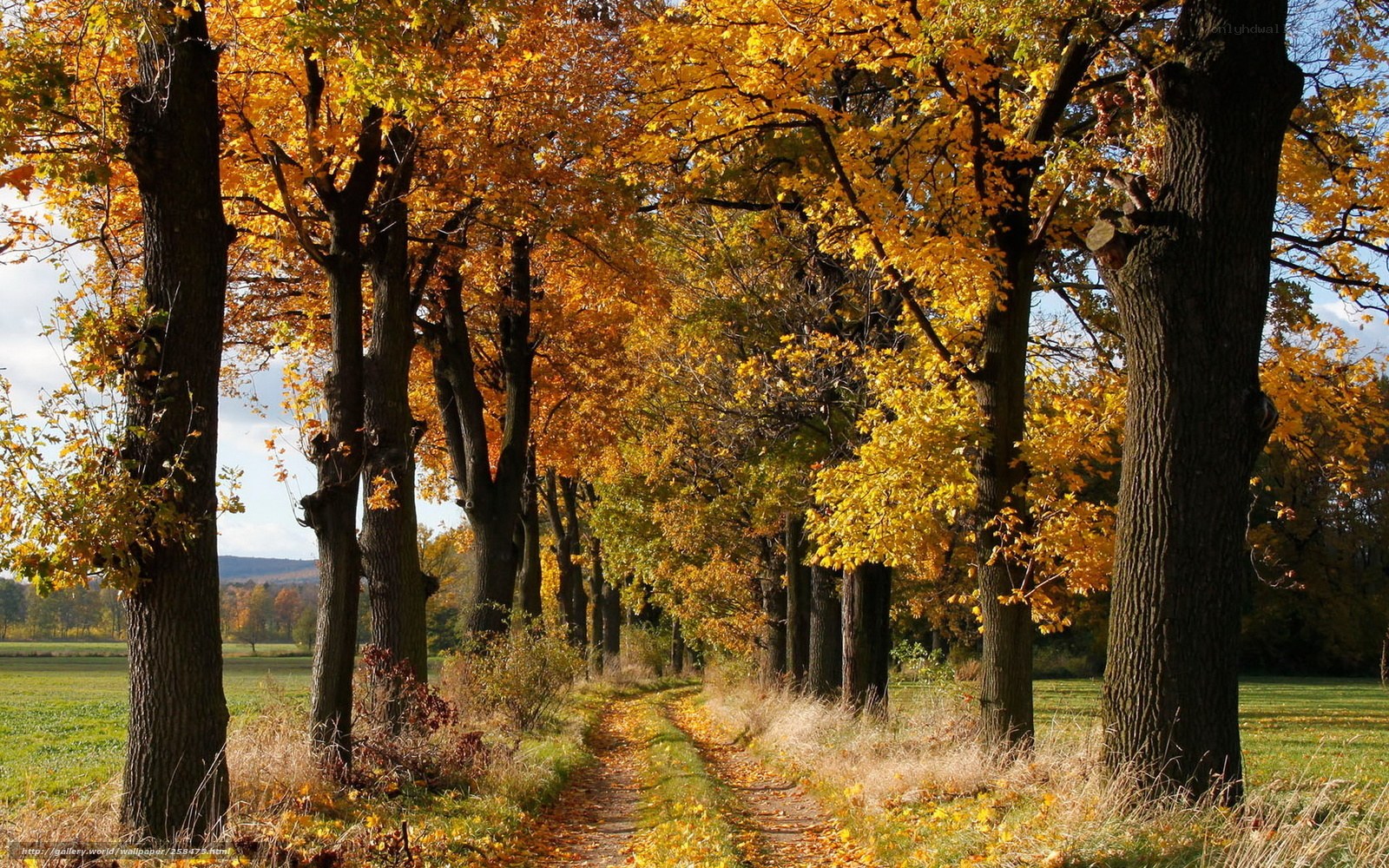 Autumn path through golden trees