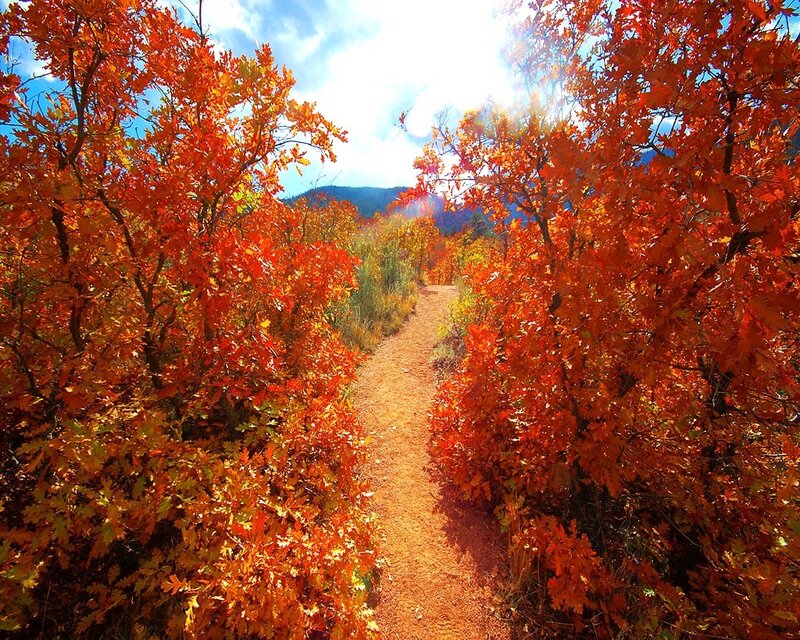 Autumn path through red trees
