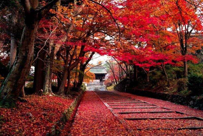 Autumn path to a temple