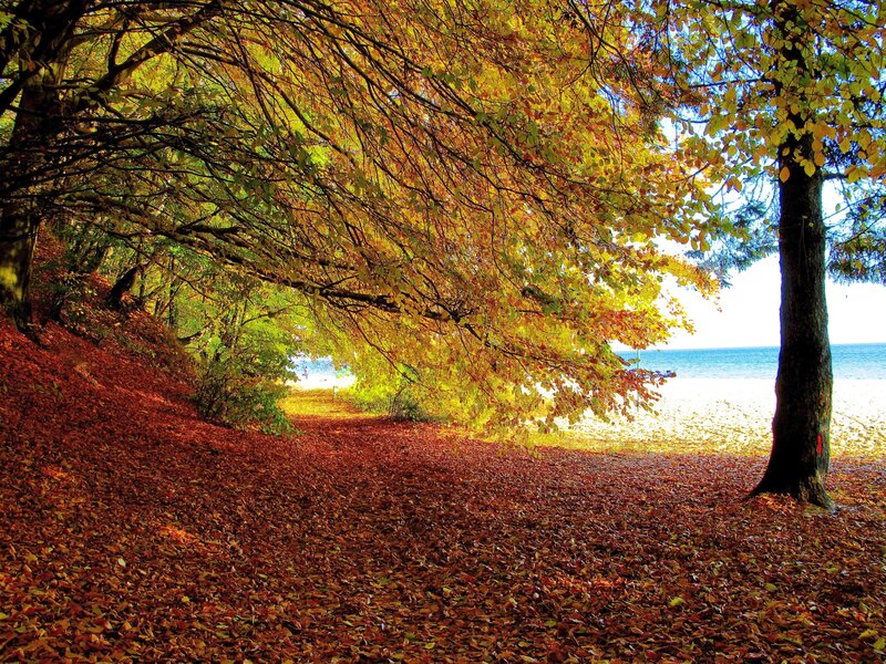 Autumn Path to Beach