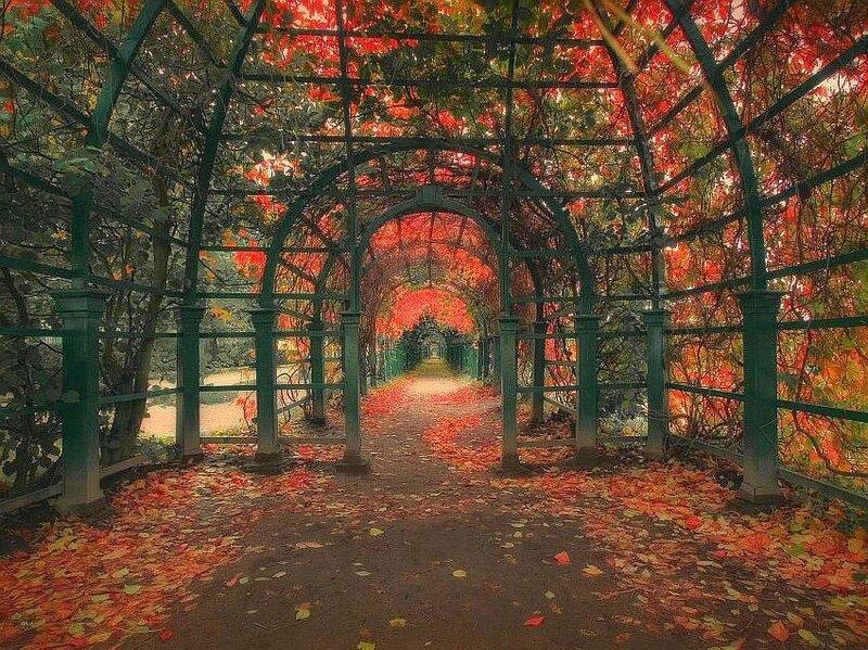 Autumn path under a vine-covered arch