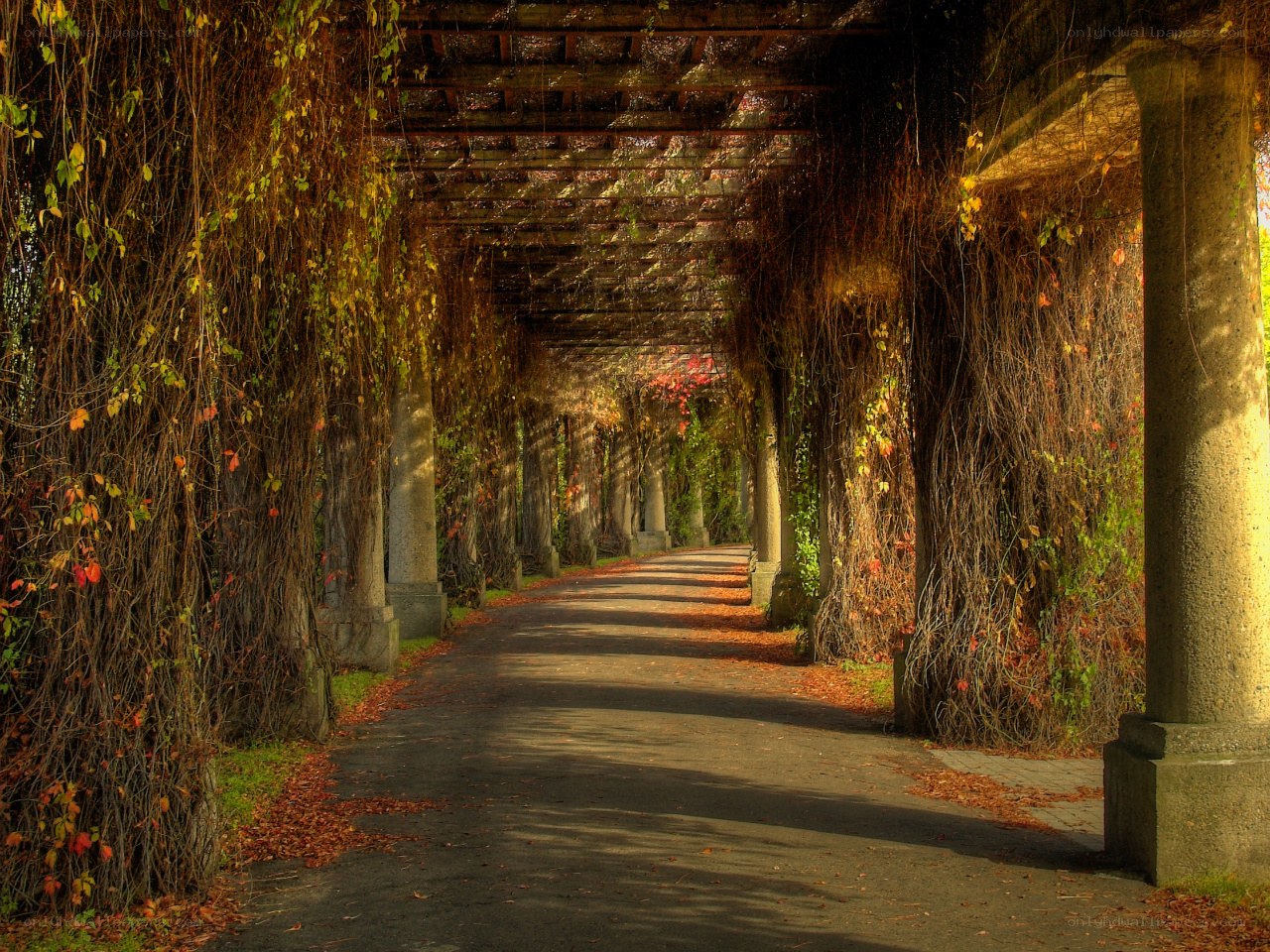 Autumn path under a vine-covered pergola