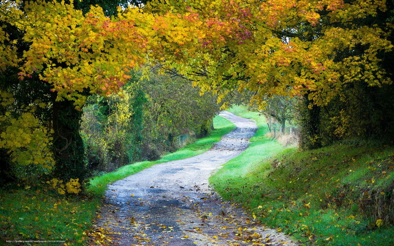 Autumn path under colorful trees