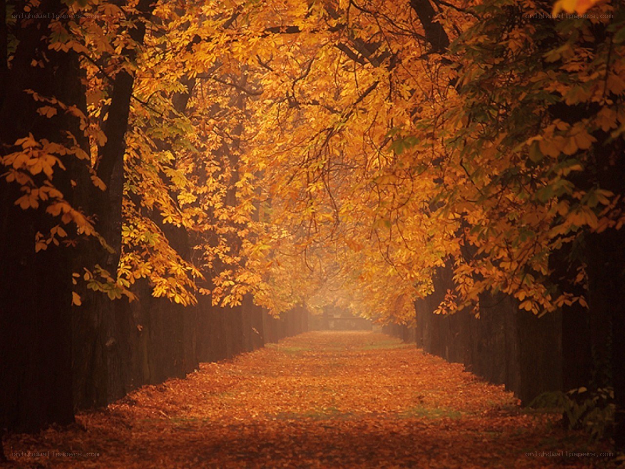 Autumn path under golden canopy