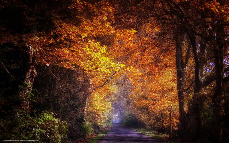 Autumn path under golden canopy