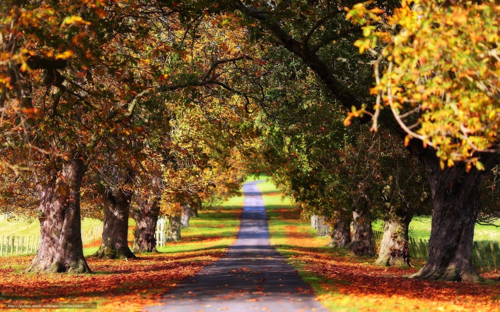 Autumn path under tree canopy