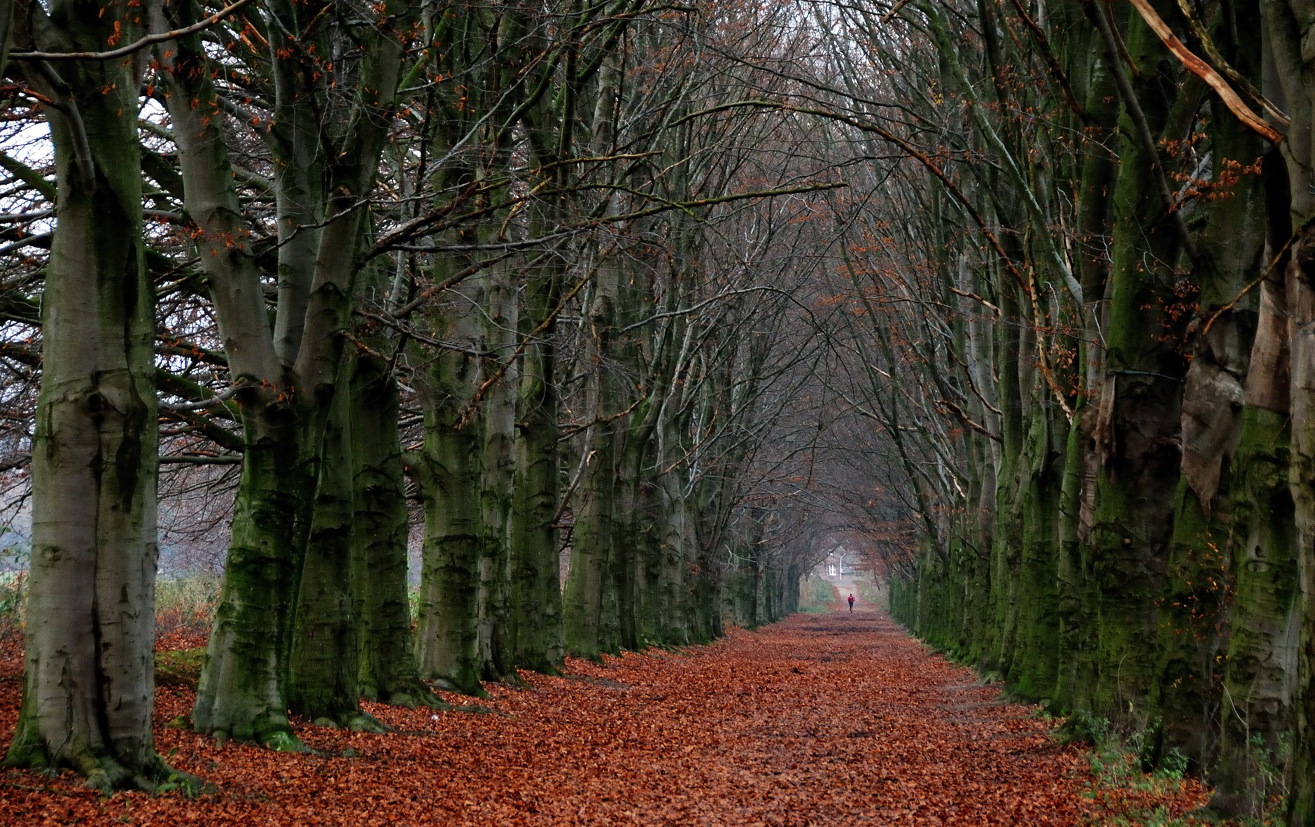 Autumn path under tree canopy