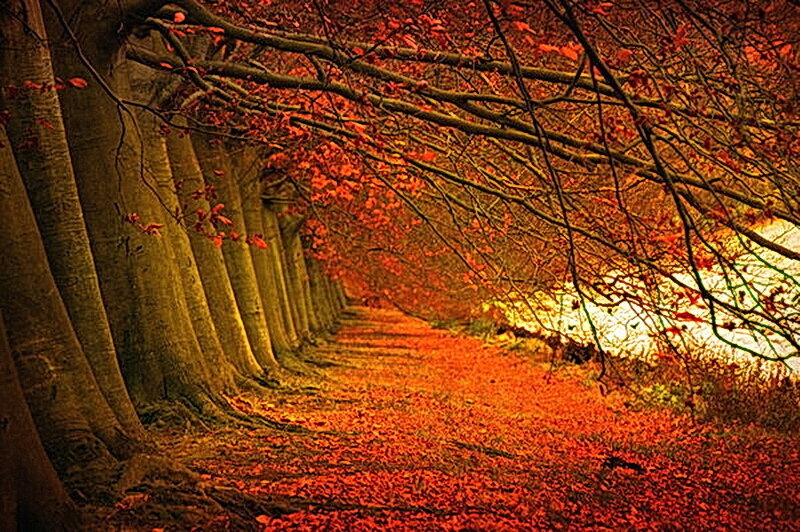 Autumn path under tree canopy