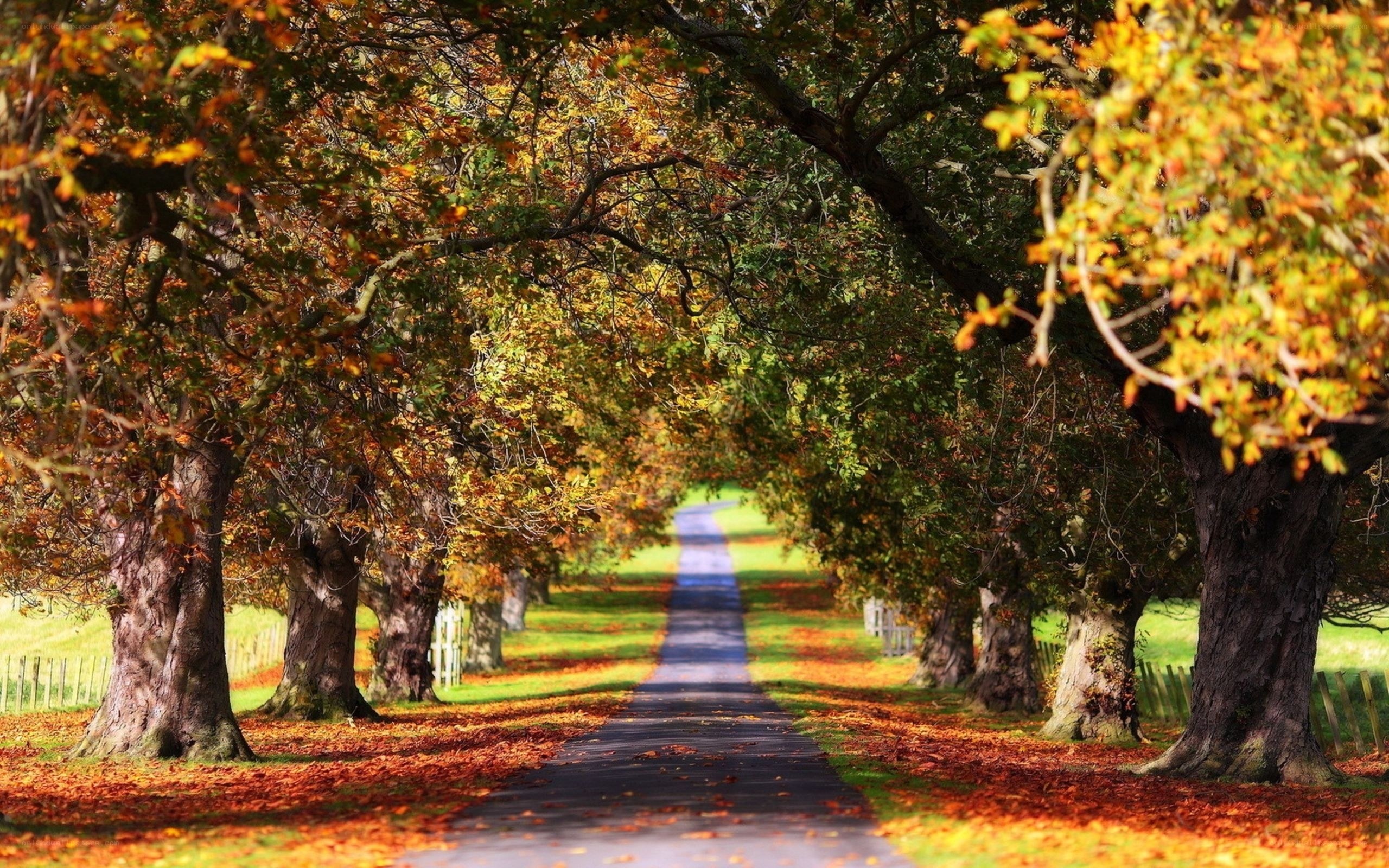 Autumn path under tree canopy