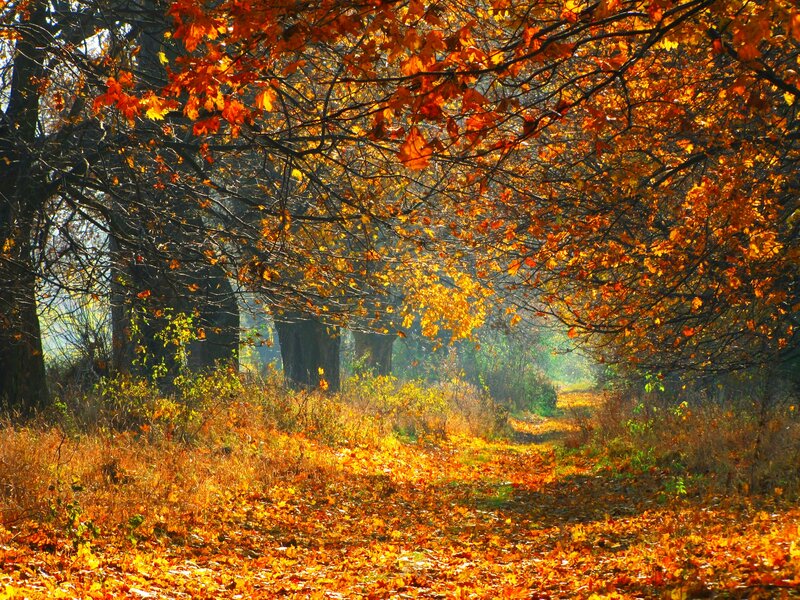 Autumn Path under Trees — Orange, Serene, Photograph