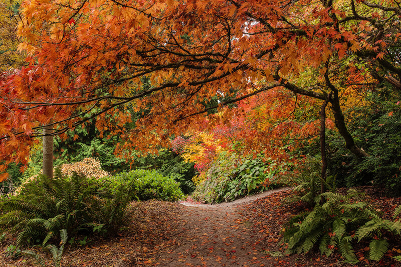 Autumn Path under Trees — Orange, Serene