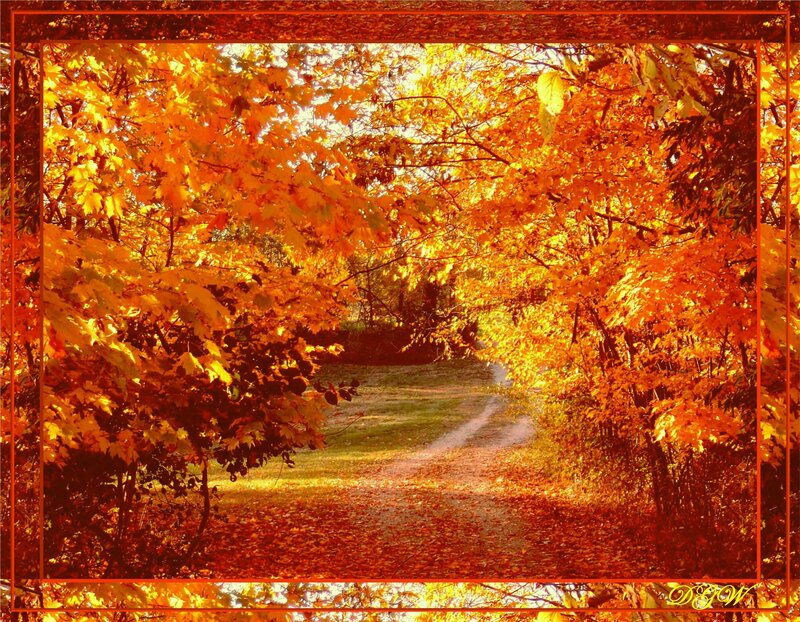 Autumn Path under Trees