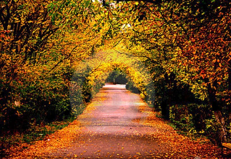 Autumn Path under Trees — Yellow