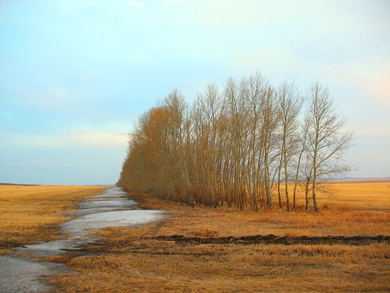 Autumn path with bare trees