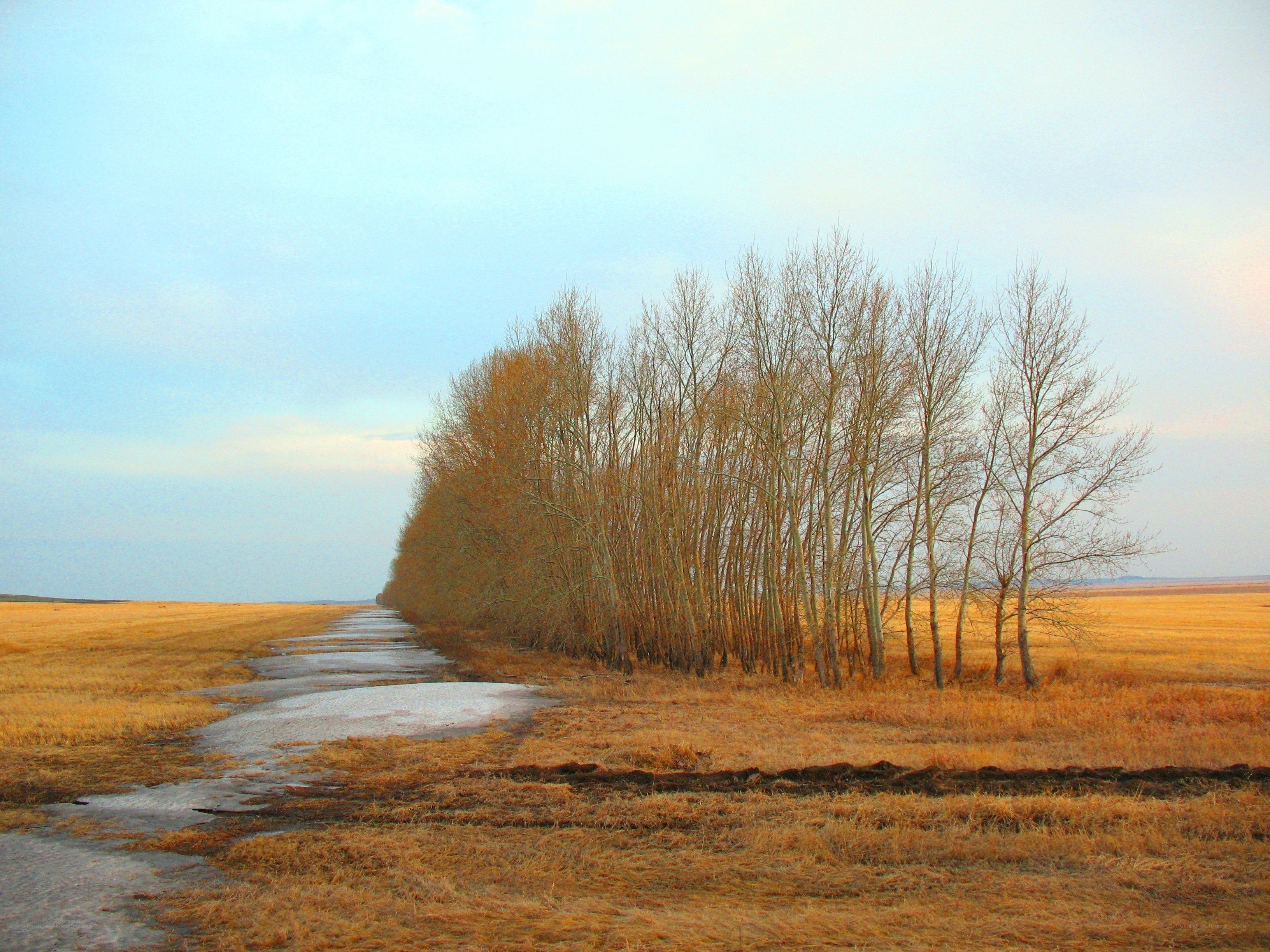 Autumn path with bare trees