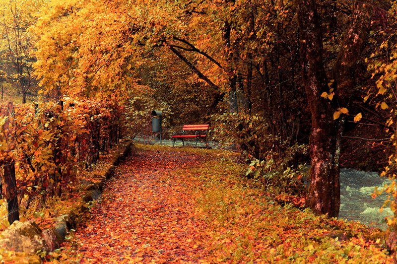 Autumn Path with Bench — Orange, Serene