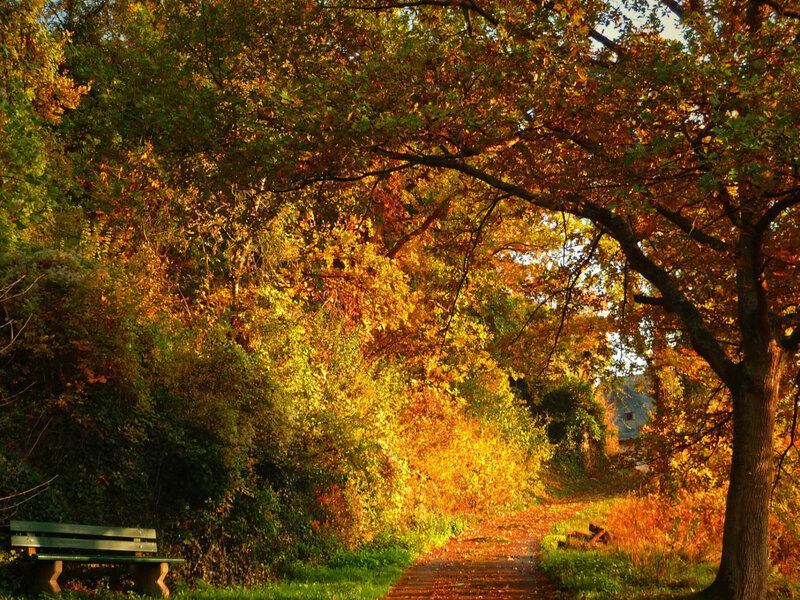 Autumn Path with Bench — Orange