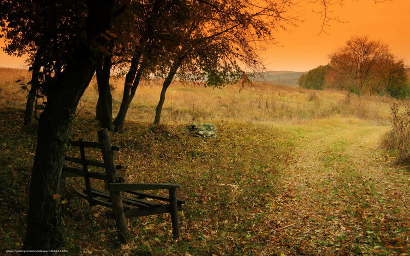Autumn path with bench