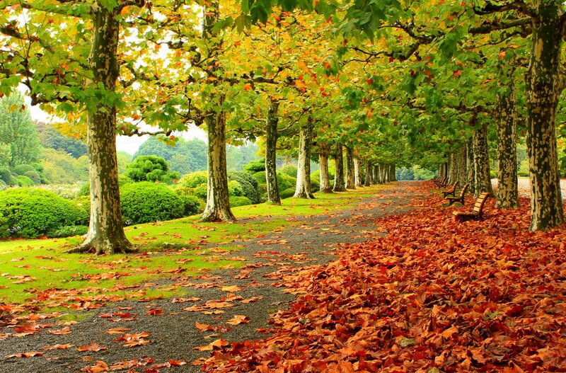 Autumn Path with Benches — Orange, Serene, Photograph