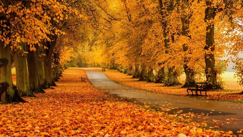 Autumn Path with Benches — Orange, Serene, Photograph, Trees