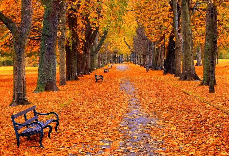 Autumn Path with Benches — Orange, Serene