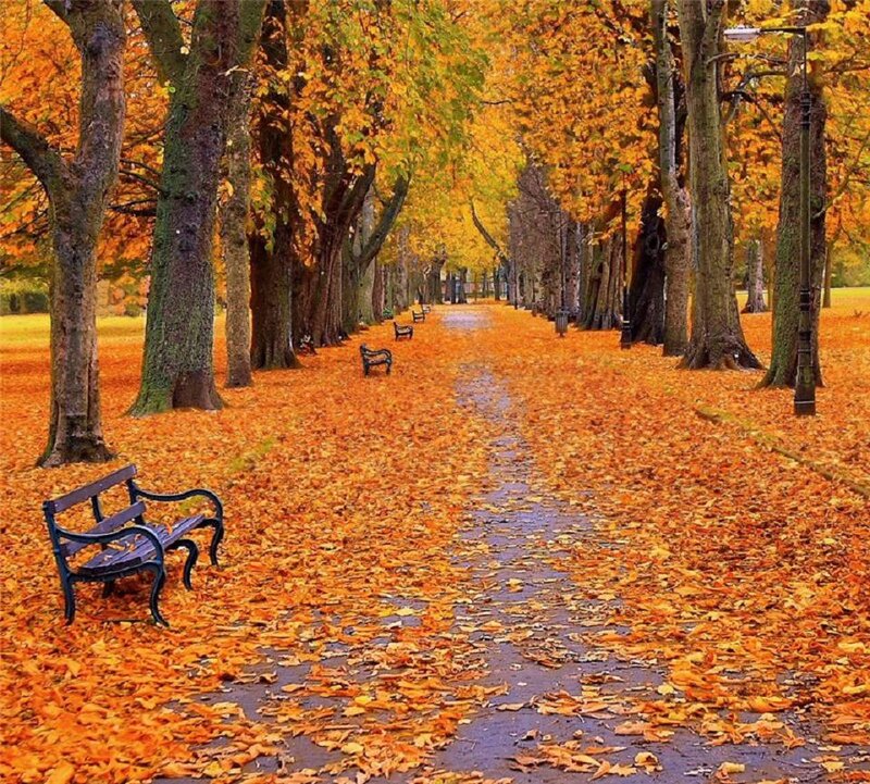 Autumn Path with Benches — Orange