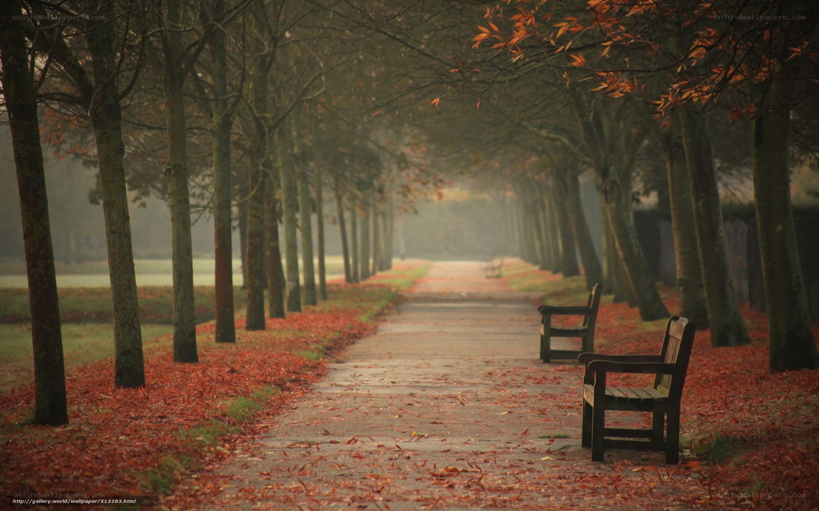 Autumn path with benches