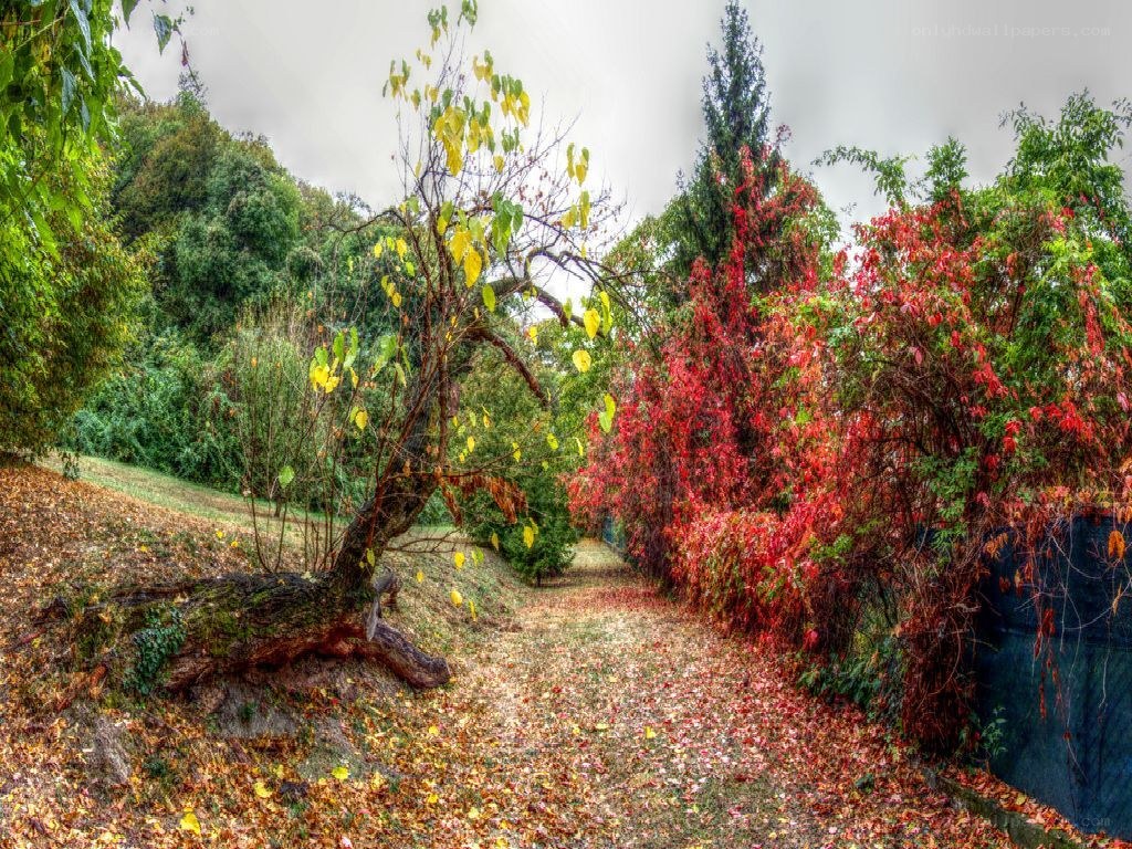 Autumn path with colorful foliage