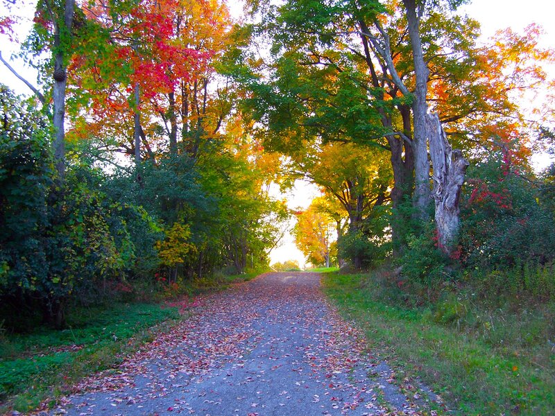 Autumn path with colorful leaves