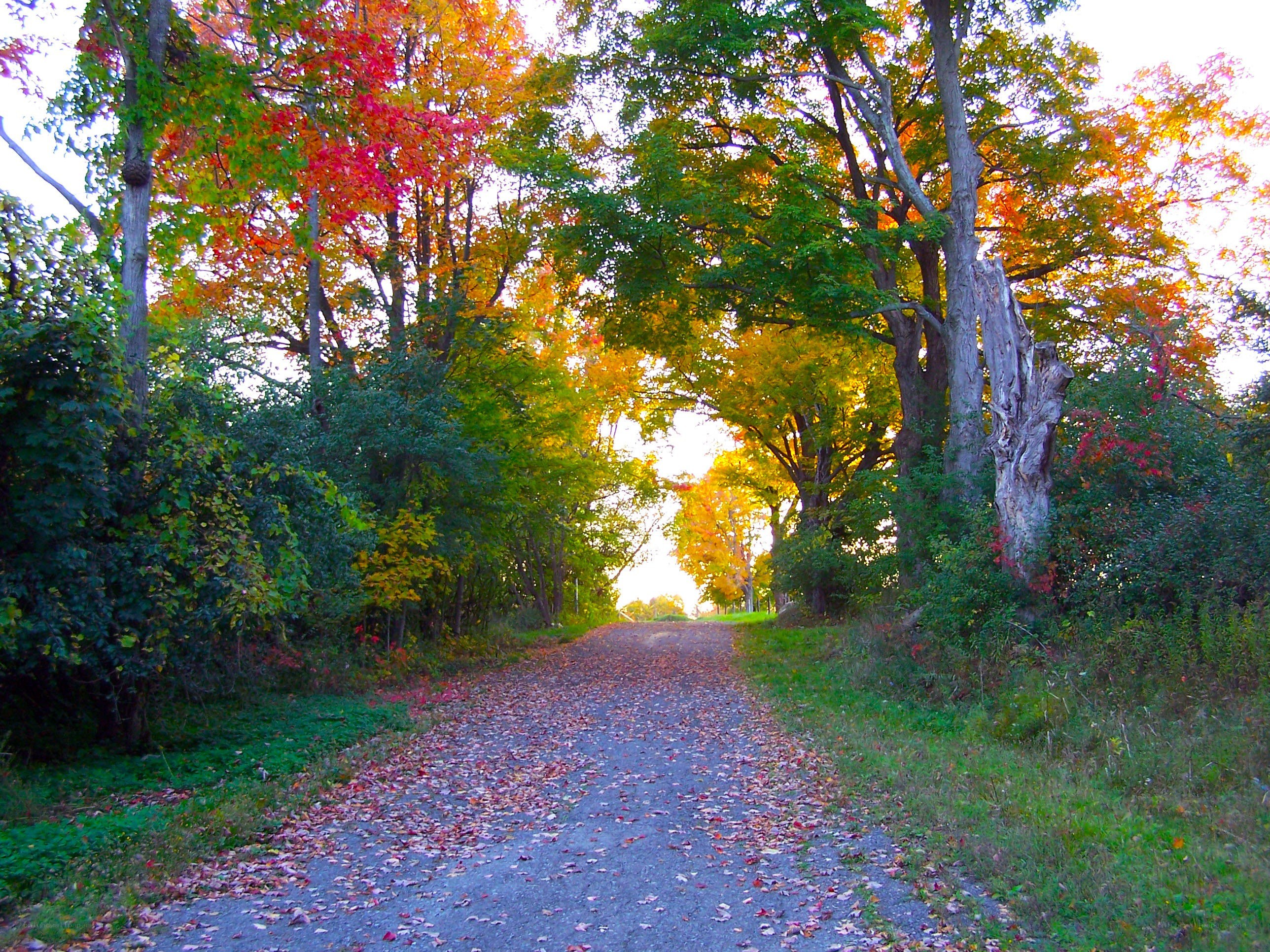 Autumn path with colorful leaves