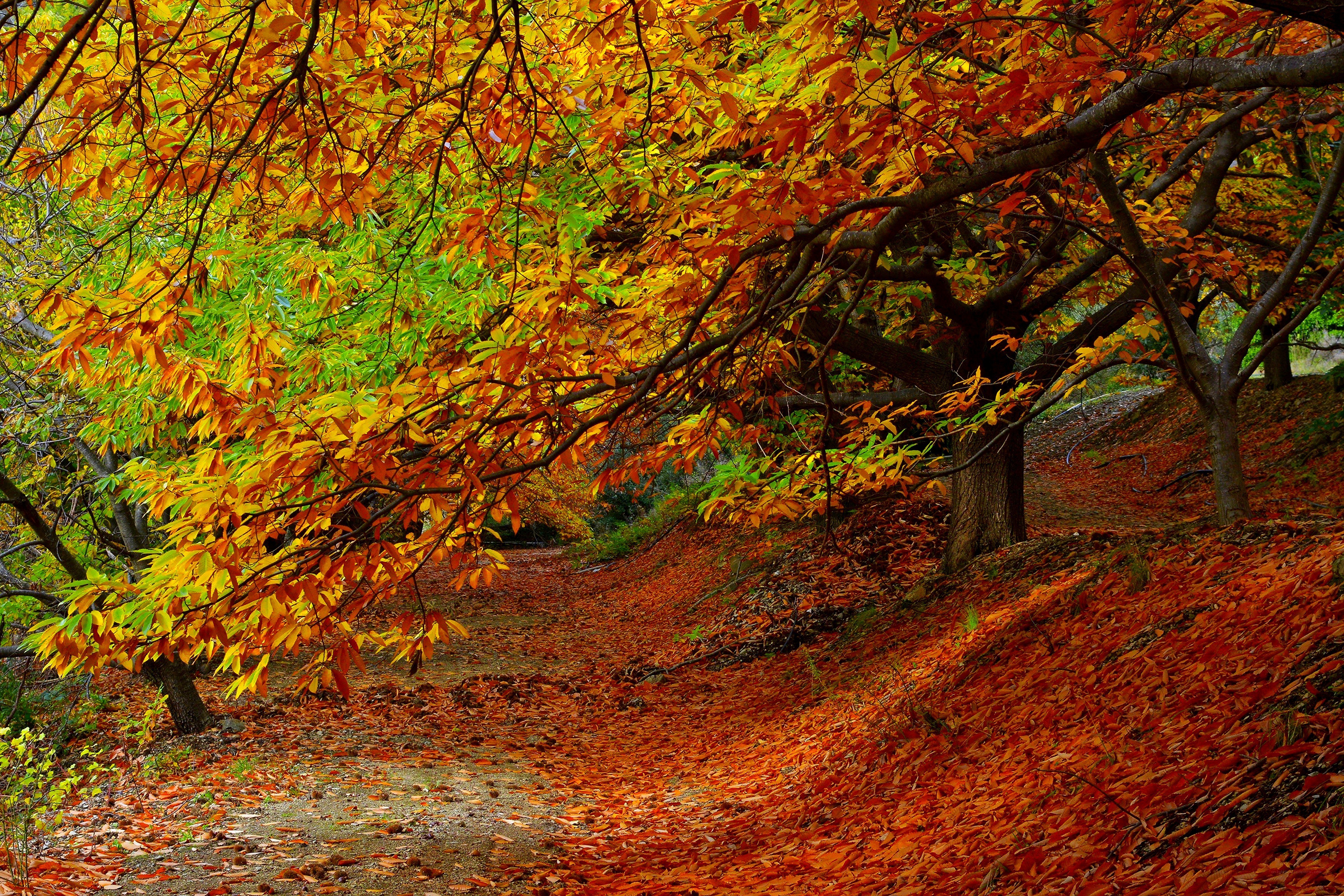 Autumn path with colorful leaves