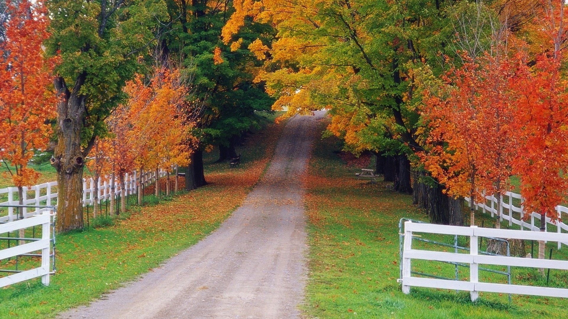 Autumn path with colorful trees