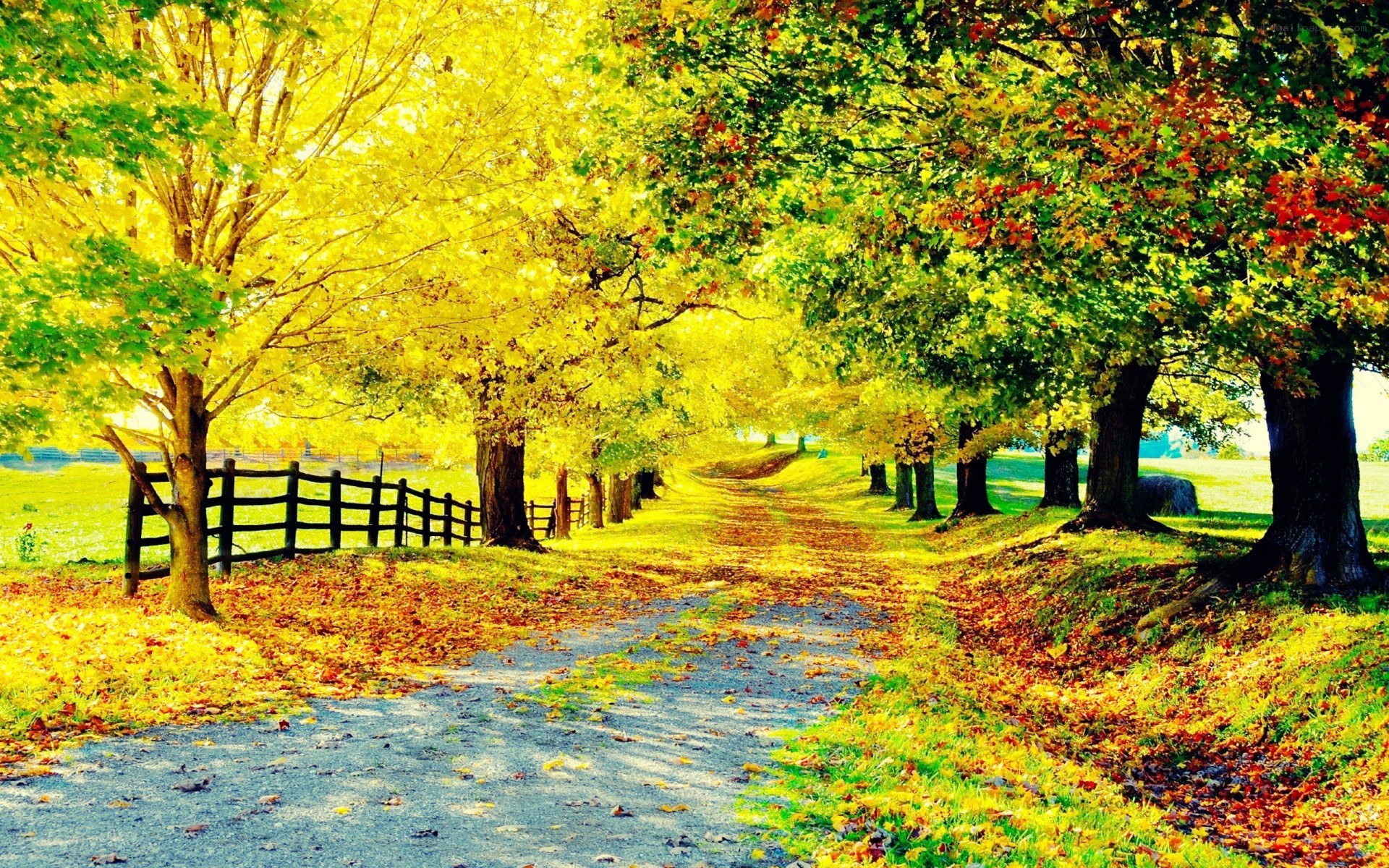 Autumn path with colorful trees