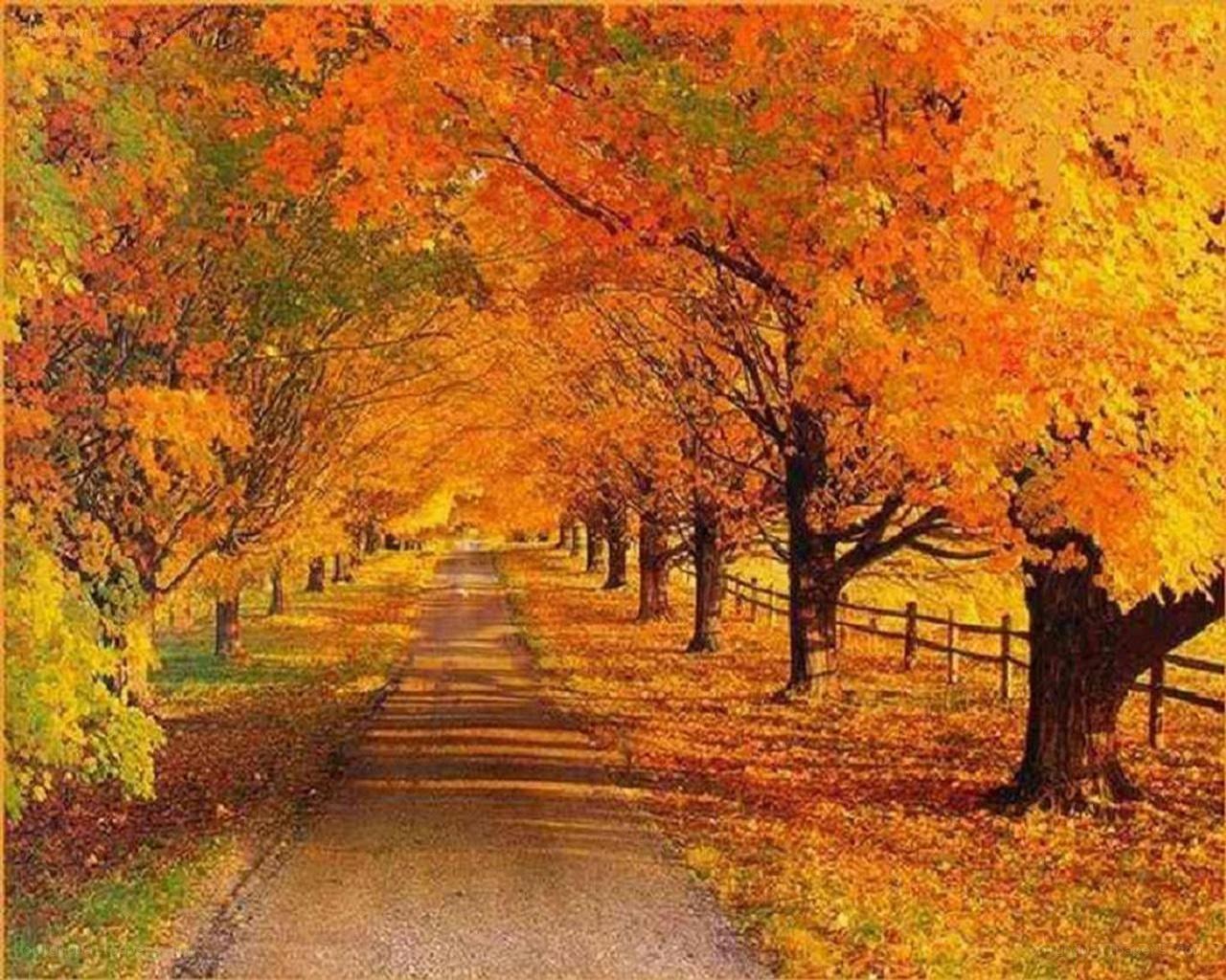 Autumn path with colorful trees