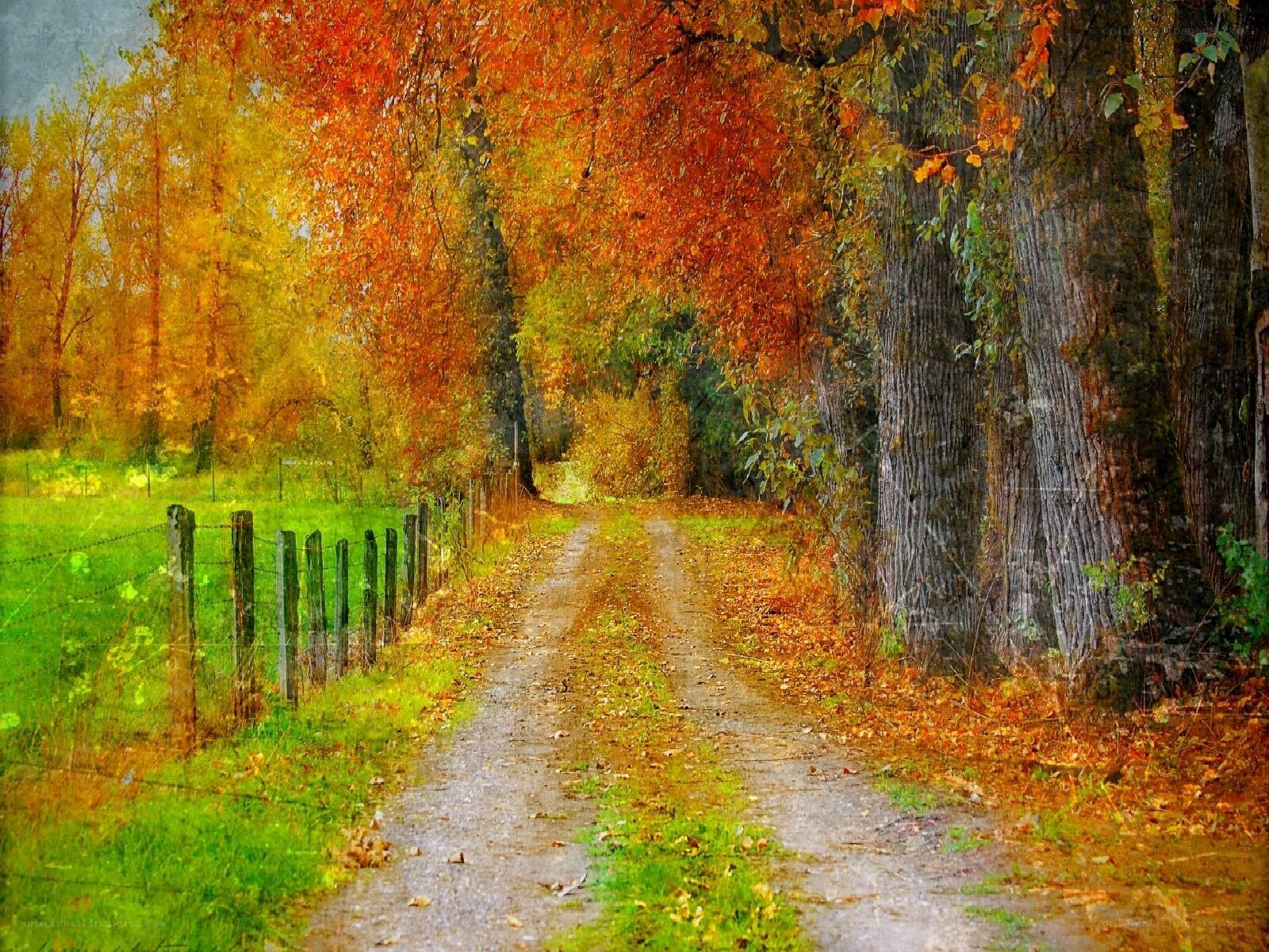 Autumn path with colorful trees