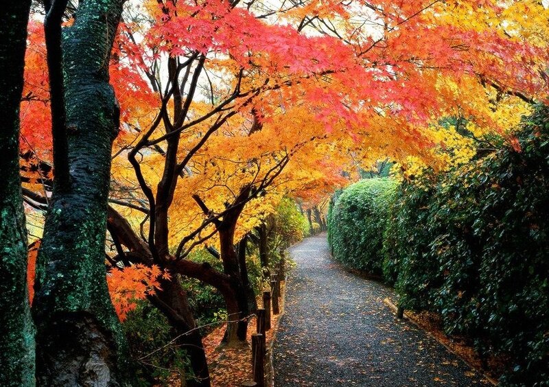 Autumn path with colorful trees