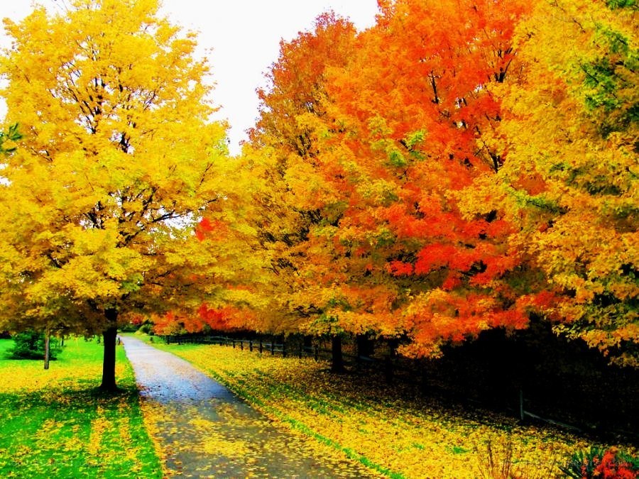 Autumn path with colorful trees
