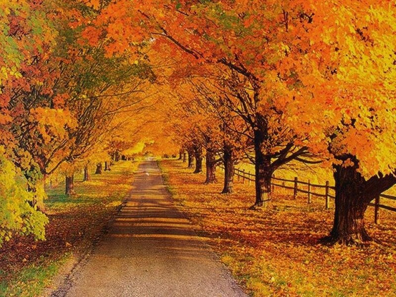 Autumn path with colorful trees