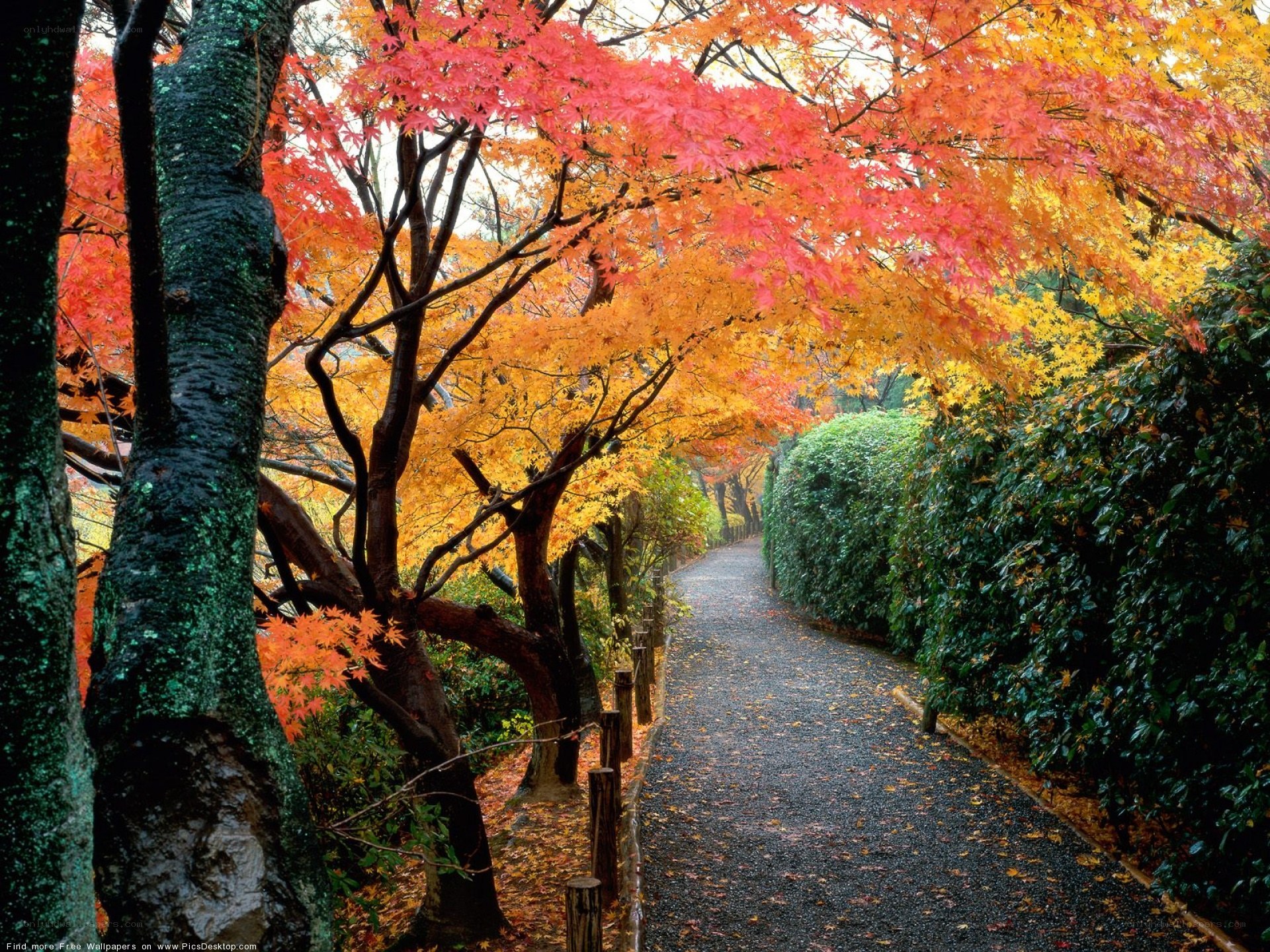 Autumn path with colorful trees